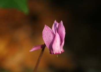 Alpen-Zyklame (Cyclamen purpurascens) - © Emanuel Trummer